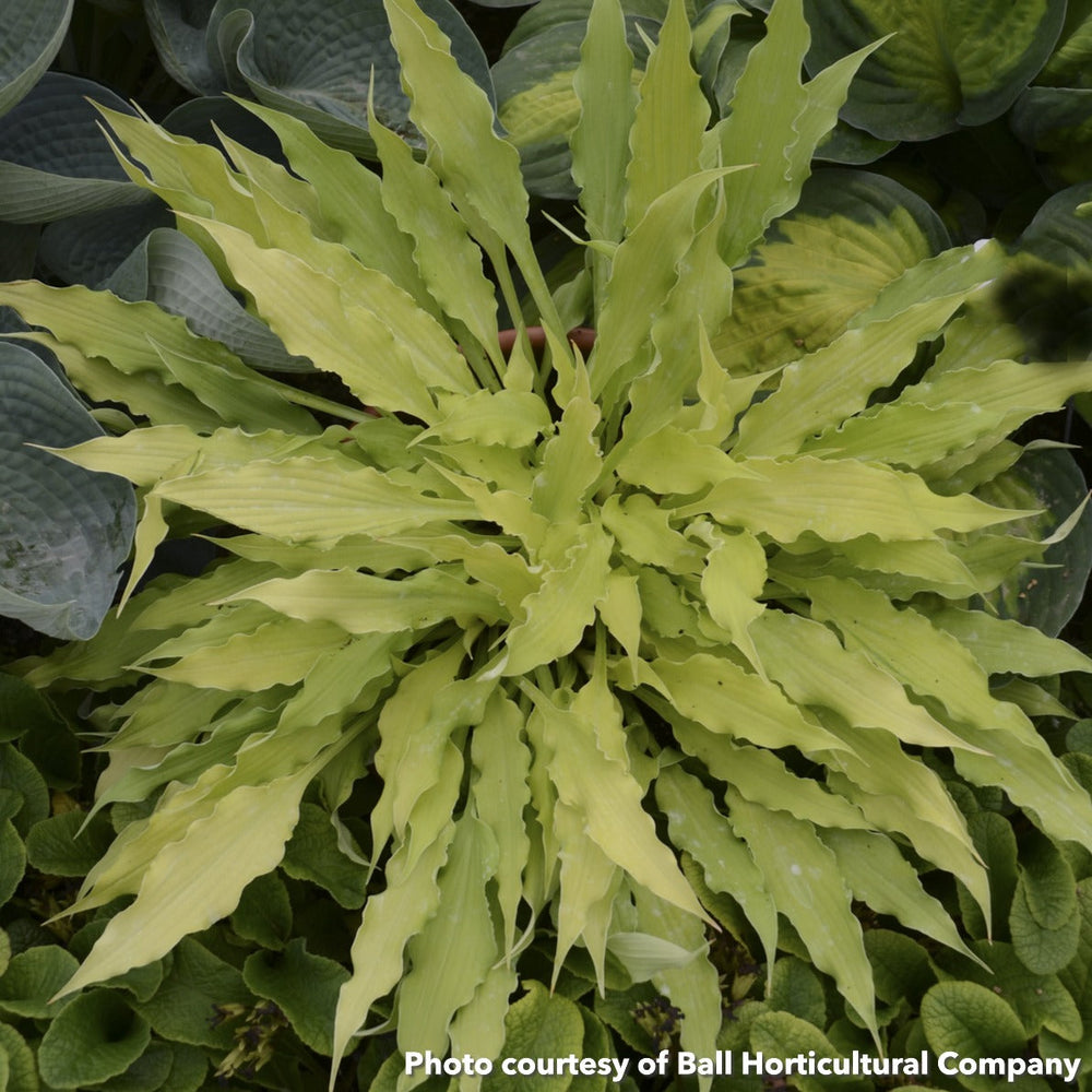 Hosta Wiggles and Squiggles 1Q