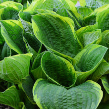 Hosta - Christmas Tree