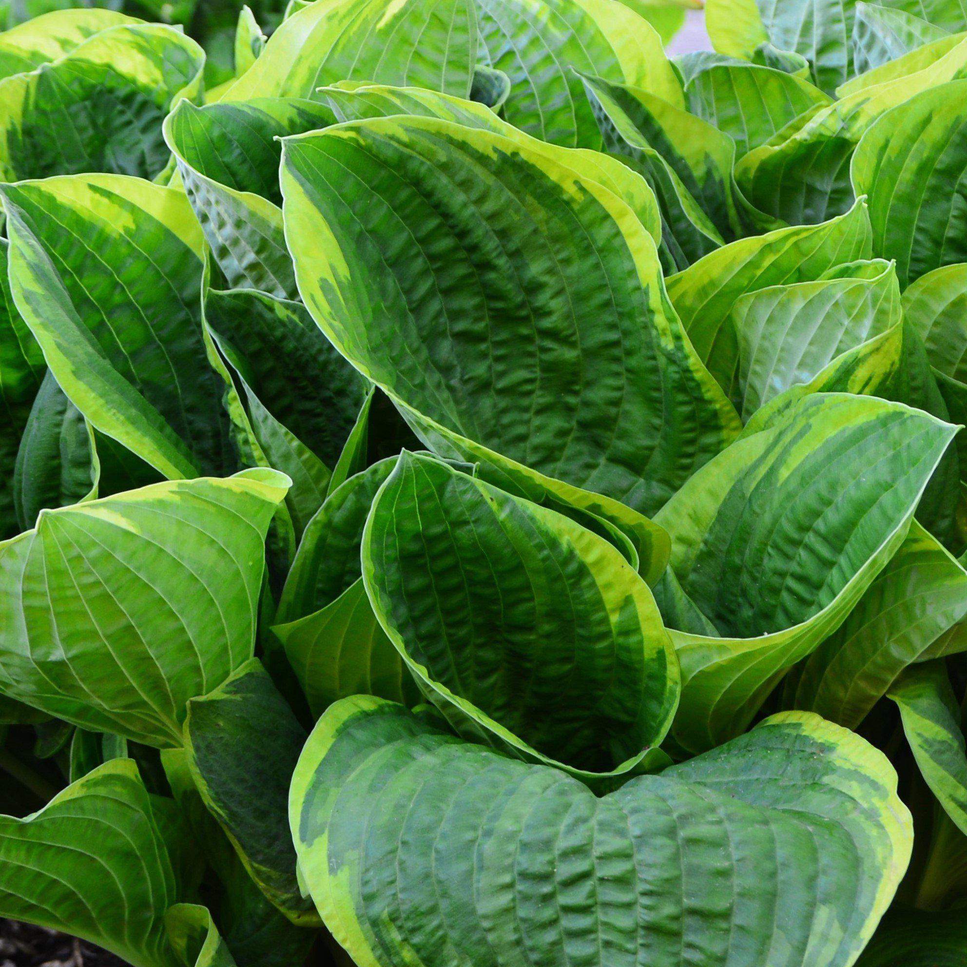 Hosta - Christmas Tree