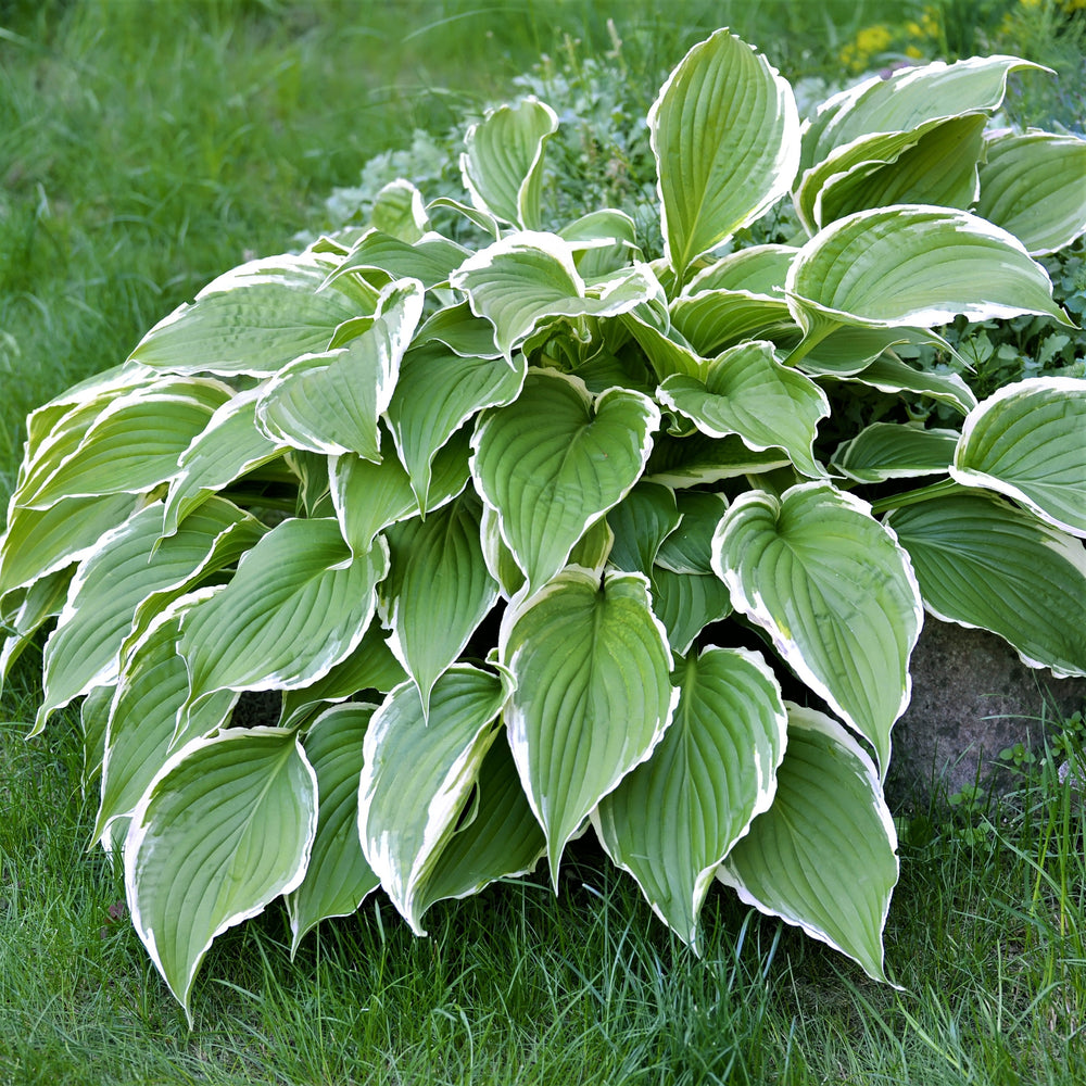 Hosta - Giants Collection