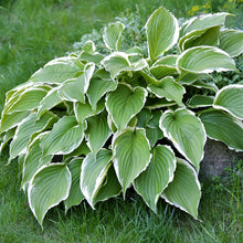 Hosta - Giants Collection