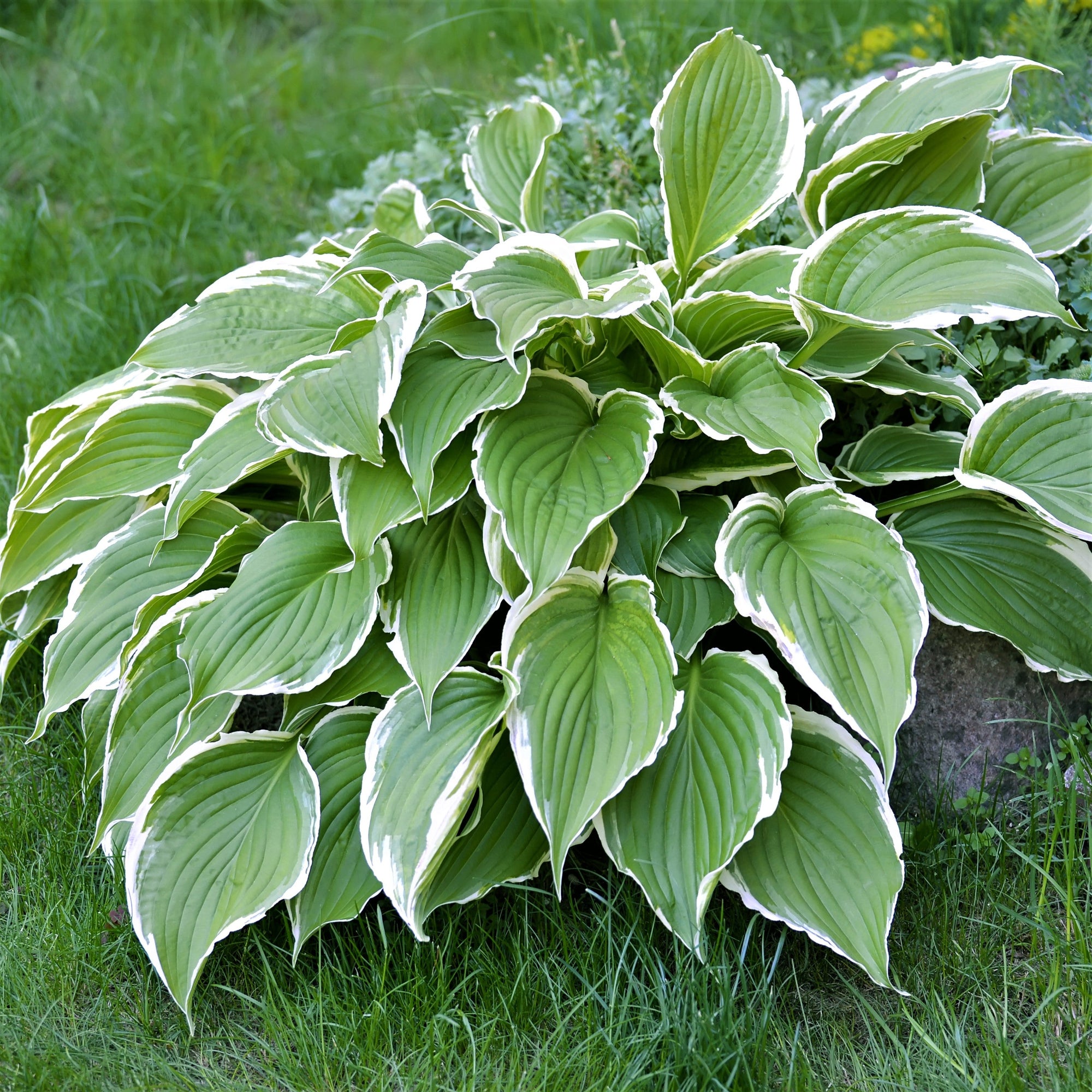 Hosta - Giants Collection
