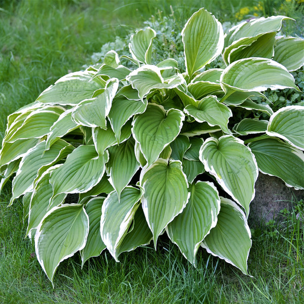Hosta - Giants Collection