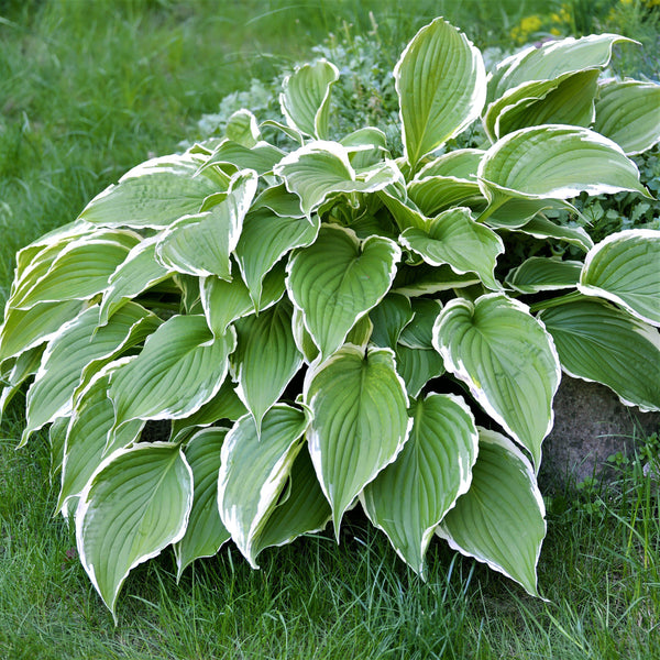 Hosta - Francee