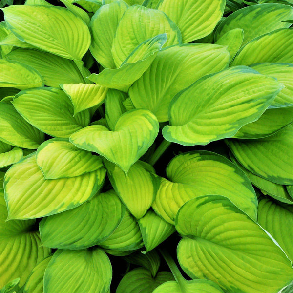 Hosta - Stained Glass