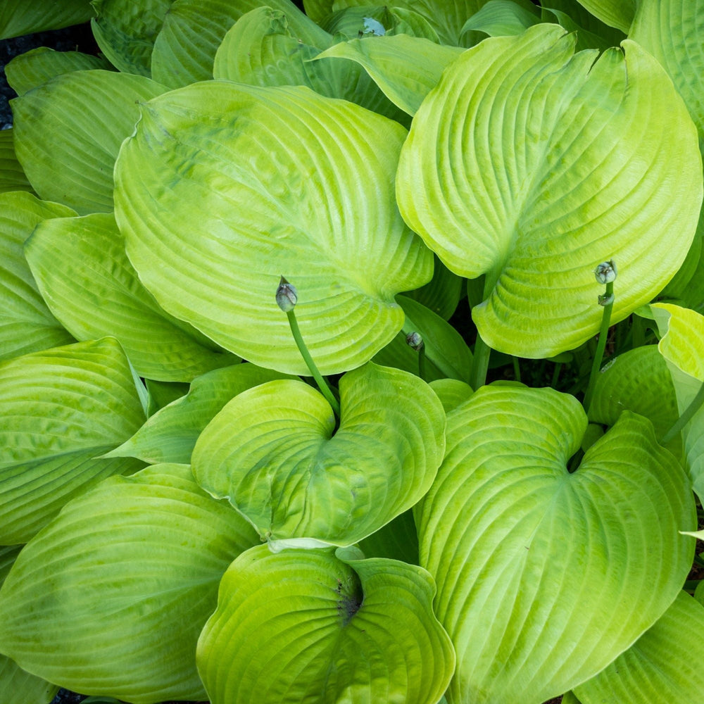 Hosta - Giants Collection
