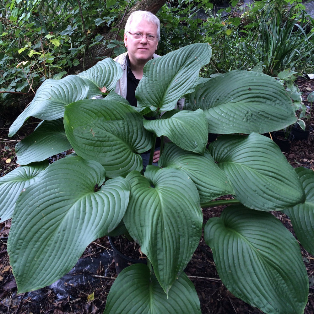 Hosta - Giants Collection