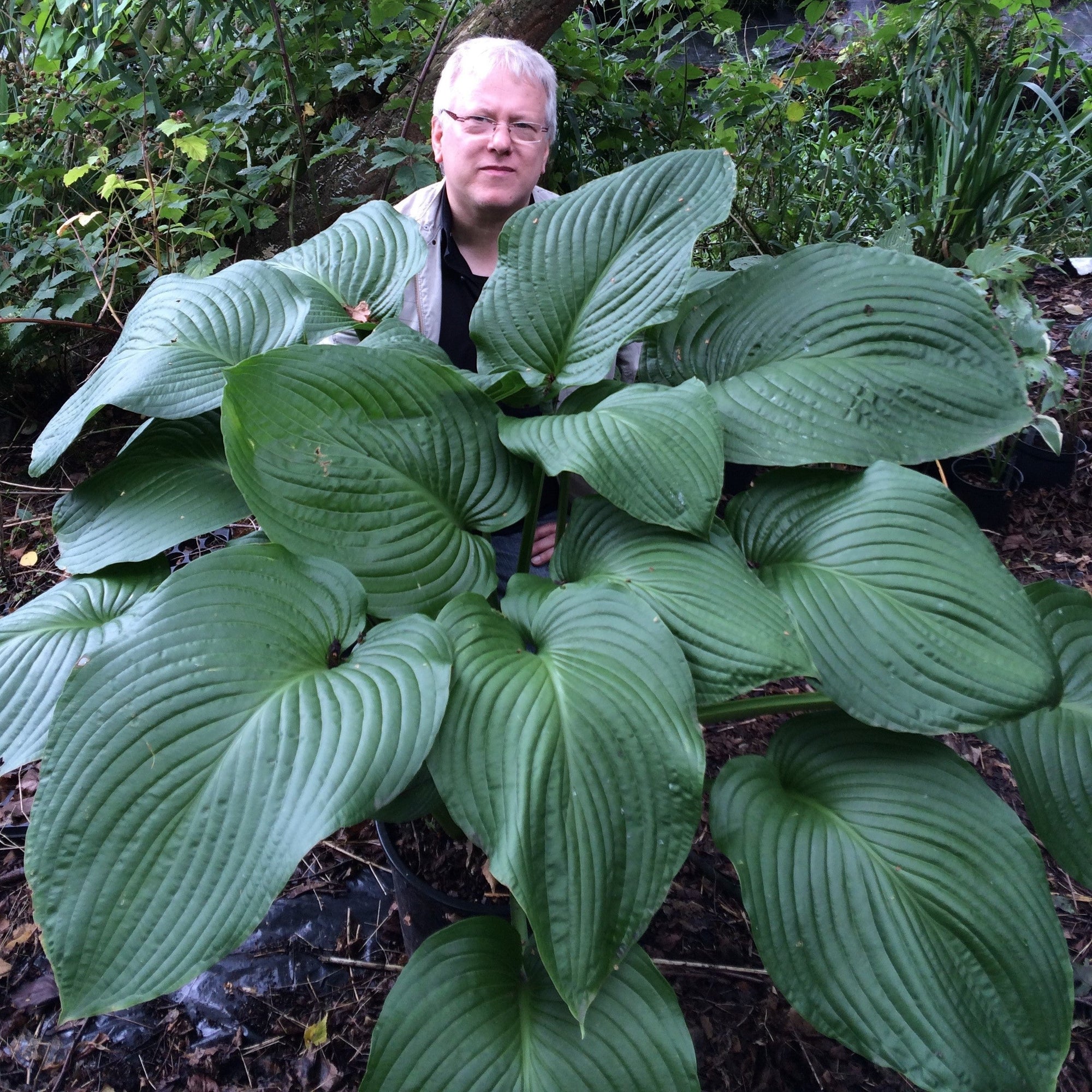 Hosta - Giants Collection