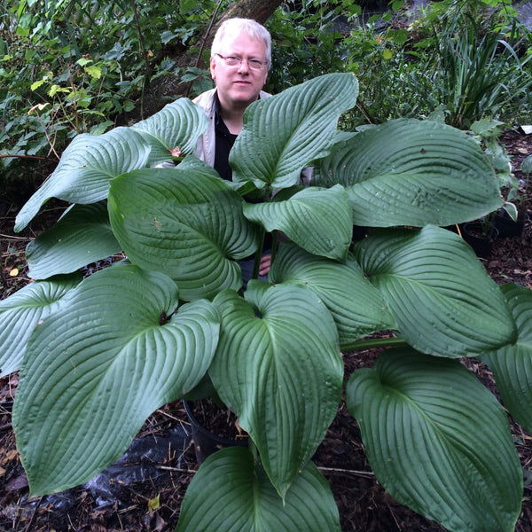 Hosta - Giants Collection