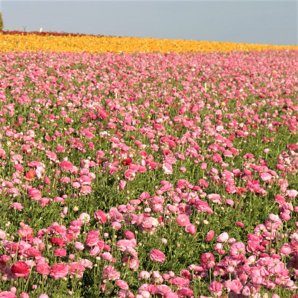 Ranunculus - Tecolote Pink