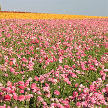 Ranunculus - Tecolote Pink
