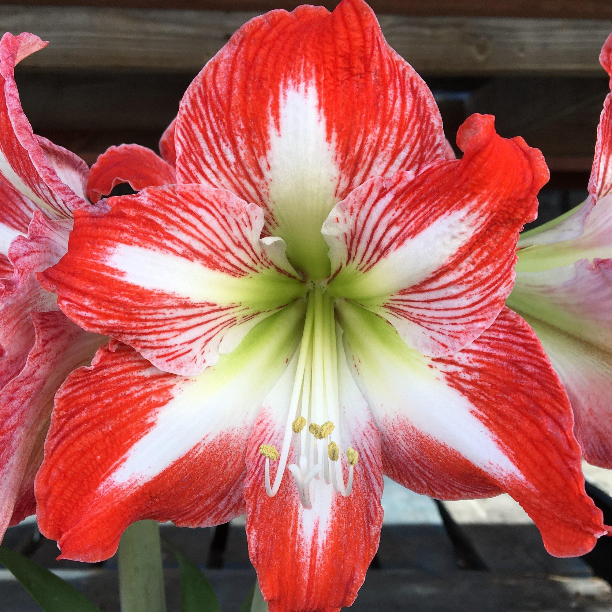 Amaryllis - Minerva