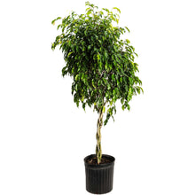 Braided Benjamina Ficus