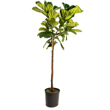 Fiddle-Leaf Fig Tree