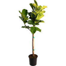 Fiddle-Leaf Fig Tree