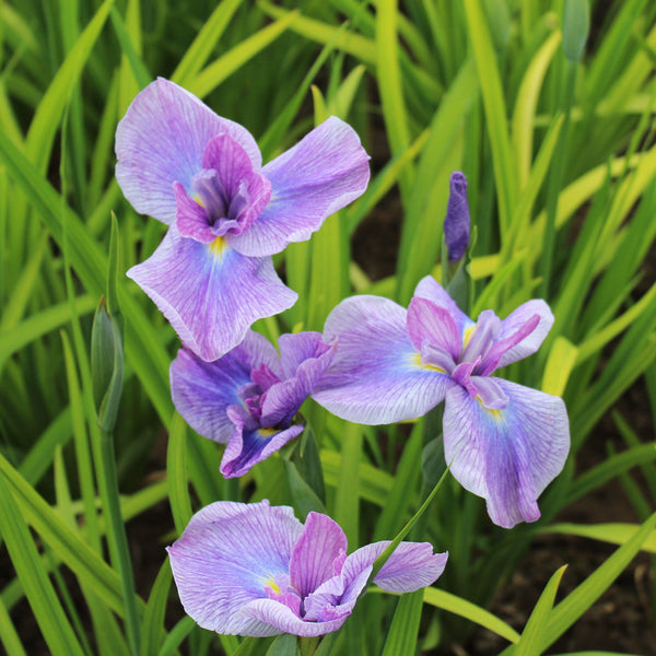 Japanese Iris - Geisha Girl
