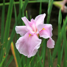 Japanese Iris - Zen Garden Mix