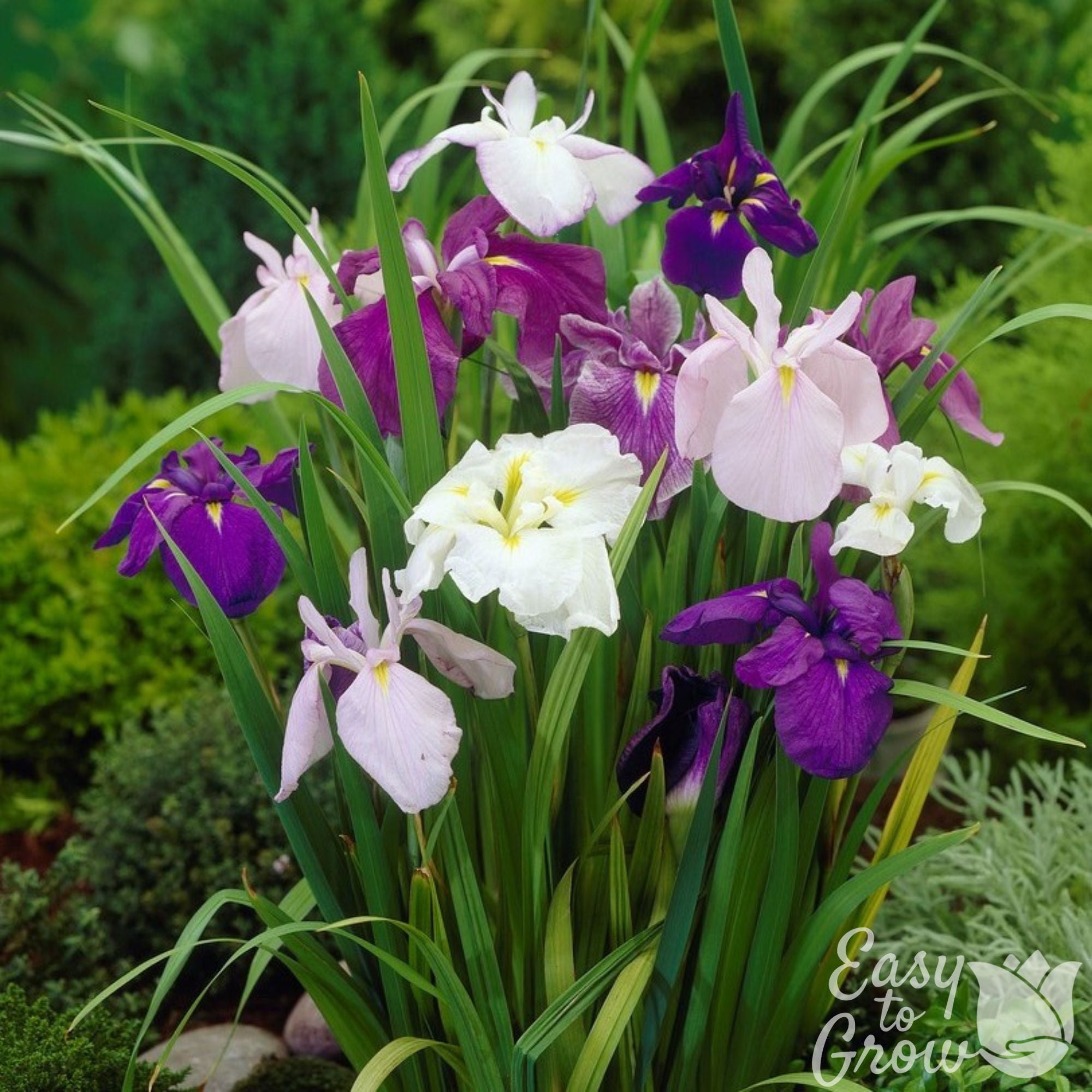 Japanese Iris - Zen Garden Mix