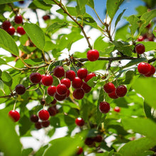 Romeo and Juliet Cherry Trees
