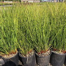 Juncus effusus 1G