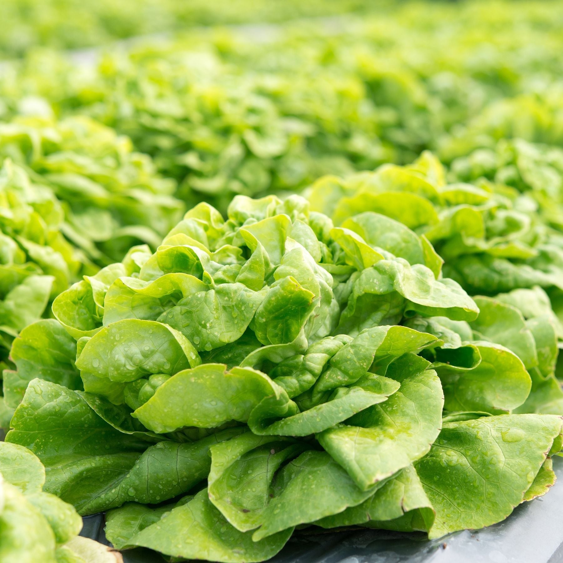 Lettuce Butterhead Seed
