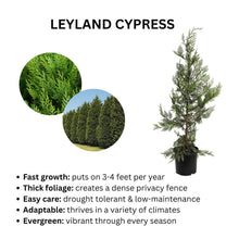 Leyland Cypress Tree