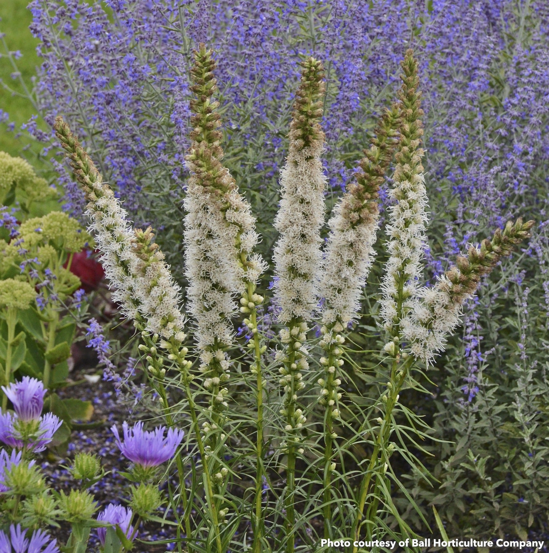 Liatris spicata Floristan White 1G