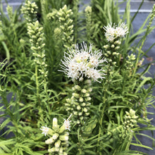 Liatris spicata Floristan White 1G