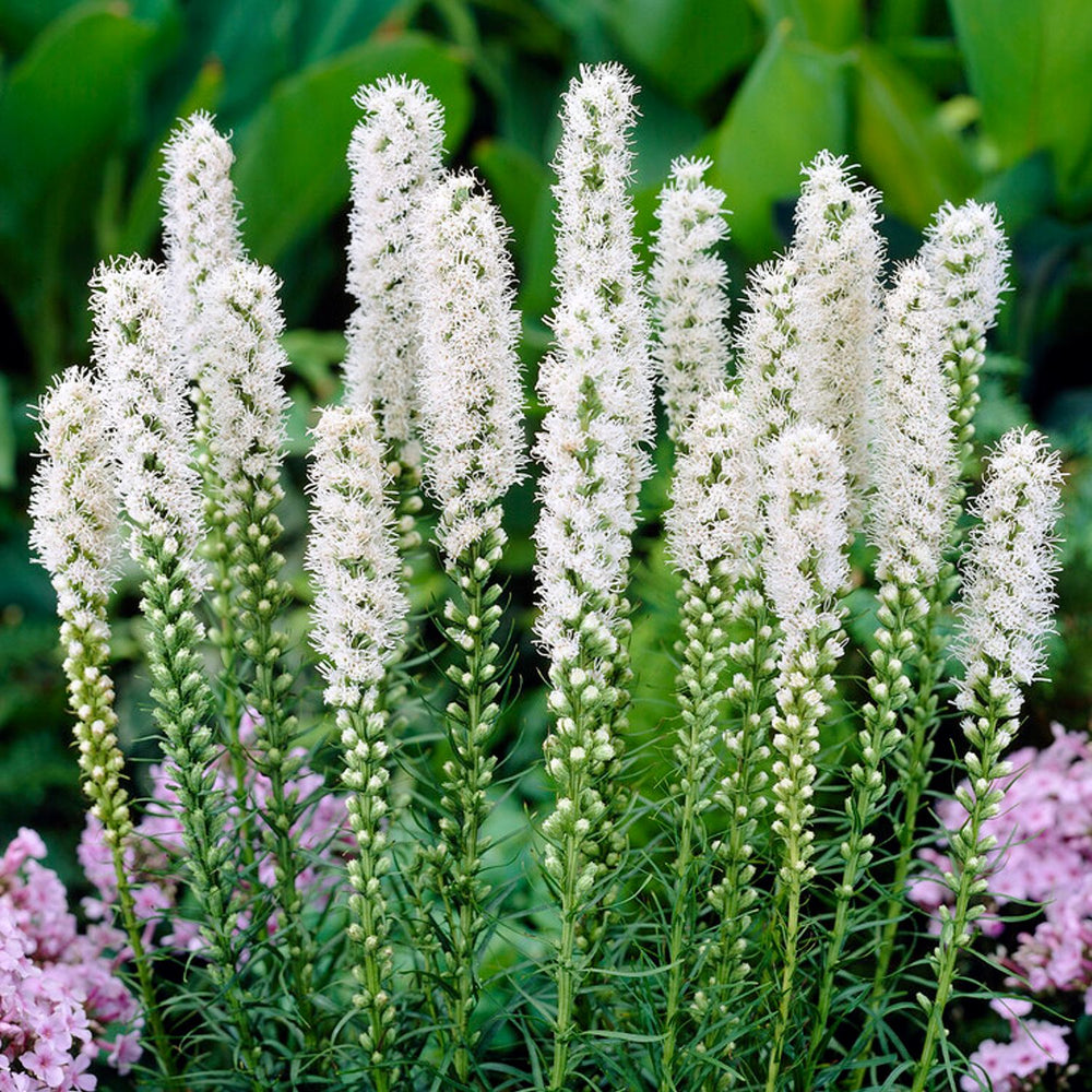 Liatris - Alba