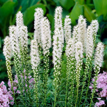 Liatris - Alba