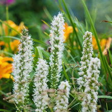 Liatris - Alba