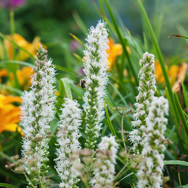 Liatris - Alba