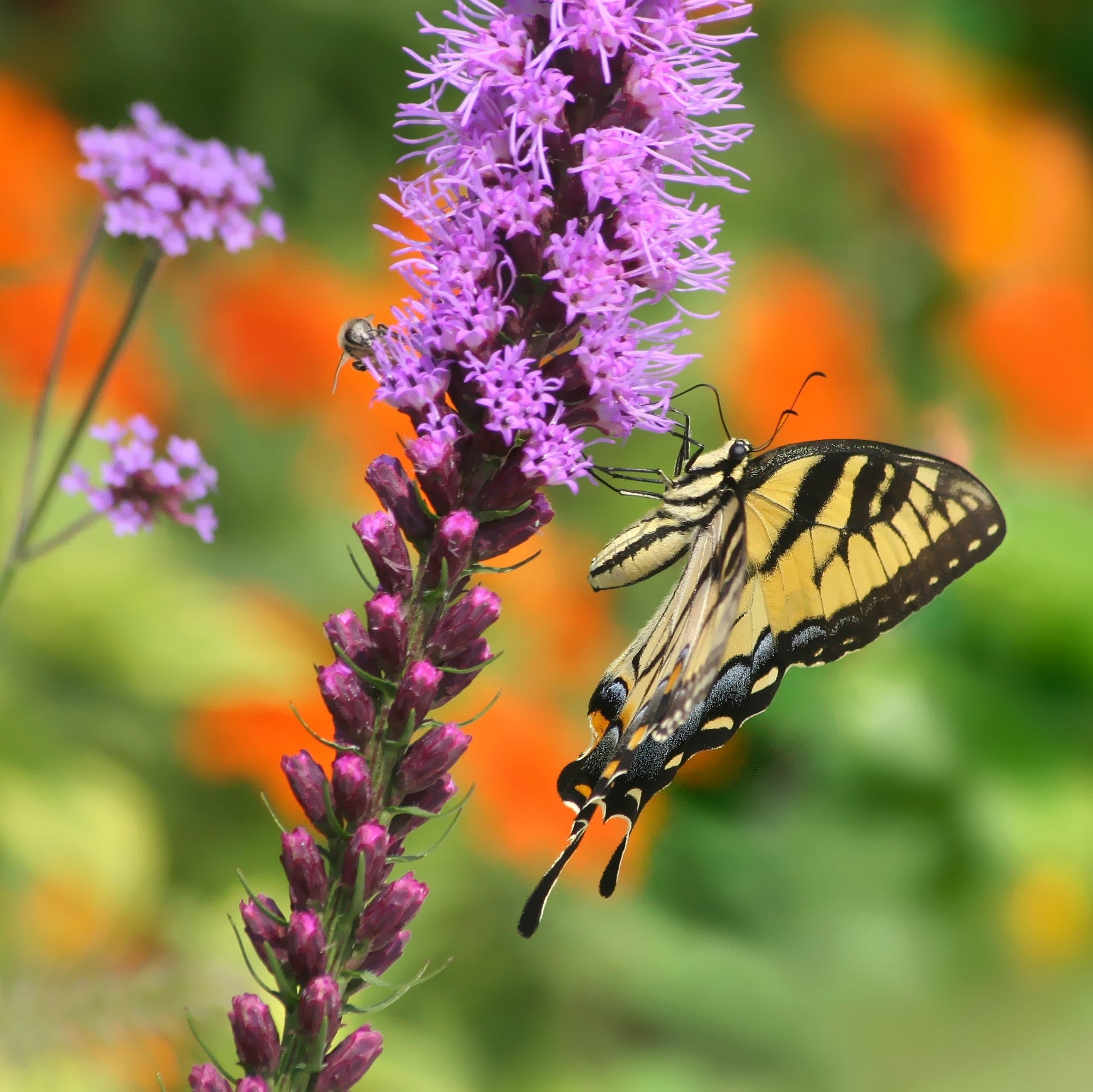 Liatris - Spicata