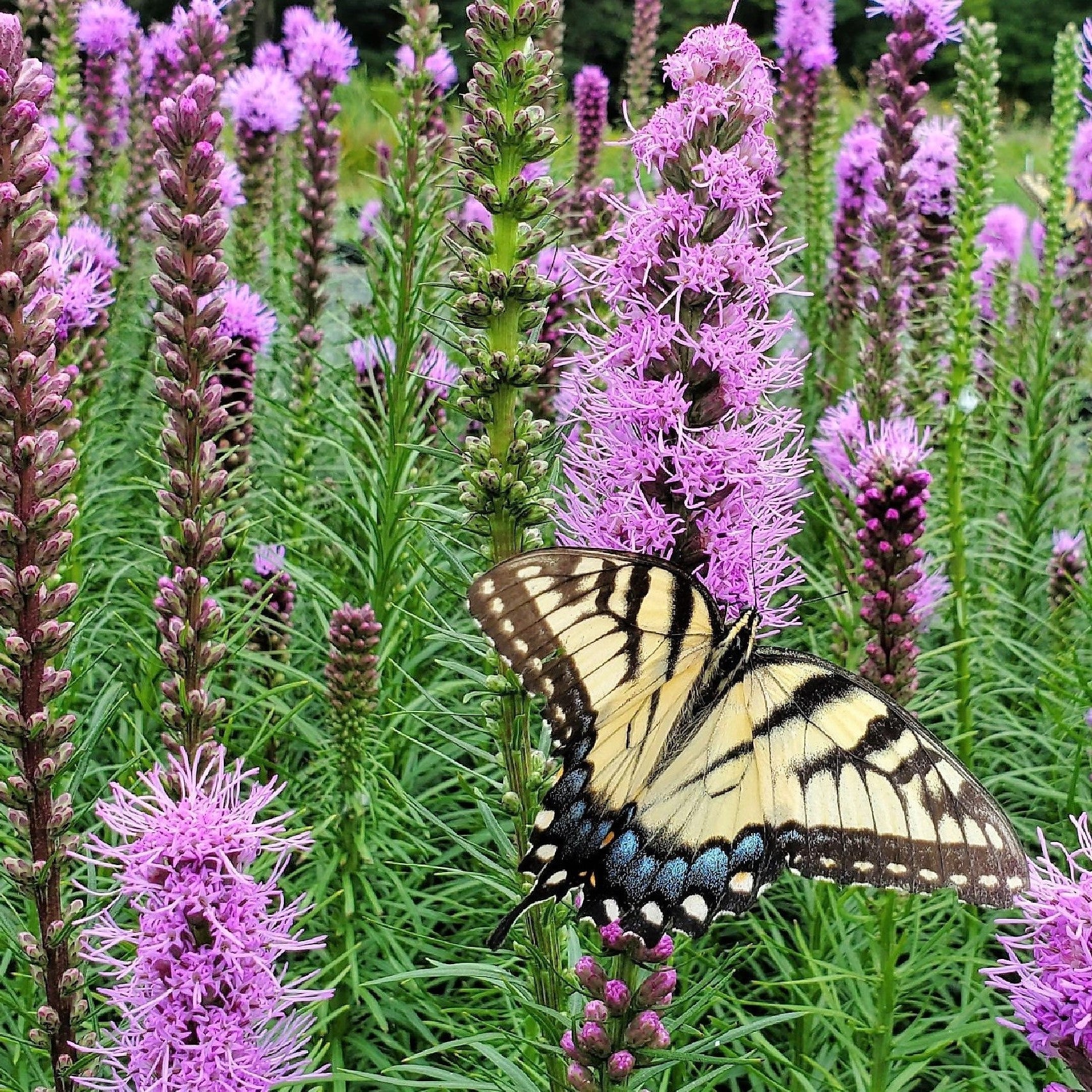 Liatris spicata 1Q