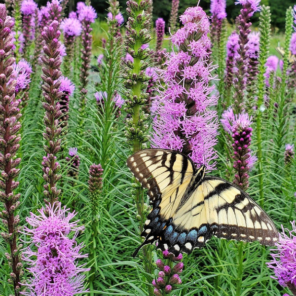 Liatris spicata 1Q
