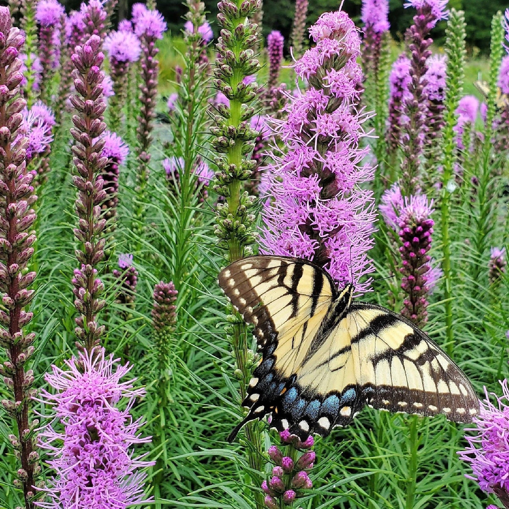 Liatris spicata 1G