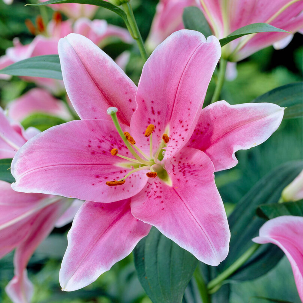 Lilium - Oriental Lily Sorbonne: 3 bulbs