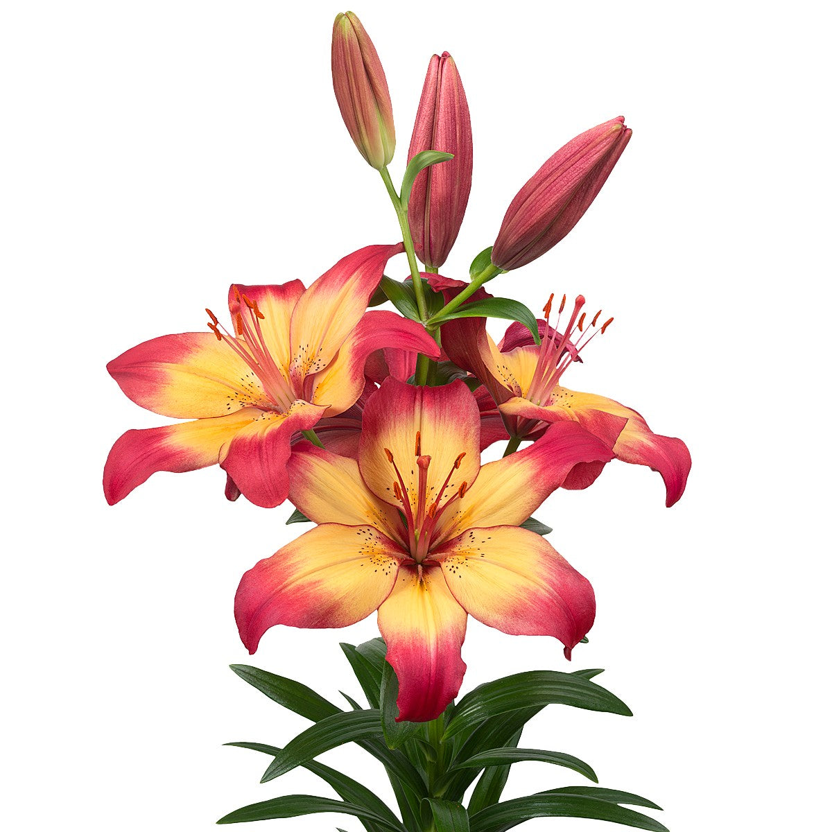 Lilium - LA Hybrid Lily Heartstrings