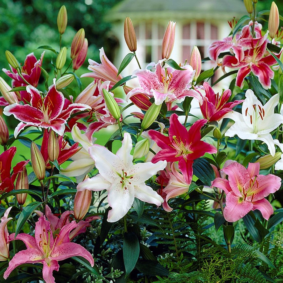Lilium - Oriental Lily Fragrant Mix