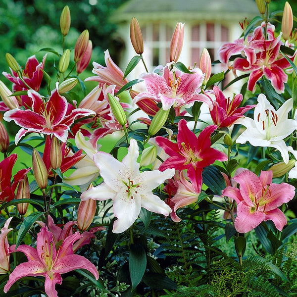 Lilium - Oriental Lily Fragrant Mix