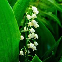 Lily of the Valley - Grower's Bunch