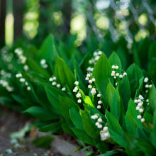 Lily of the Valley - Grower's Bunch