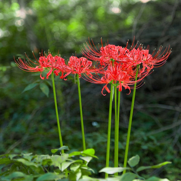 Lycoris - Radiata Red