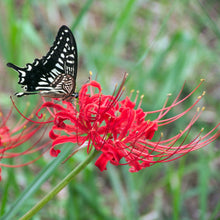 Lycoris - Radiata Red