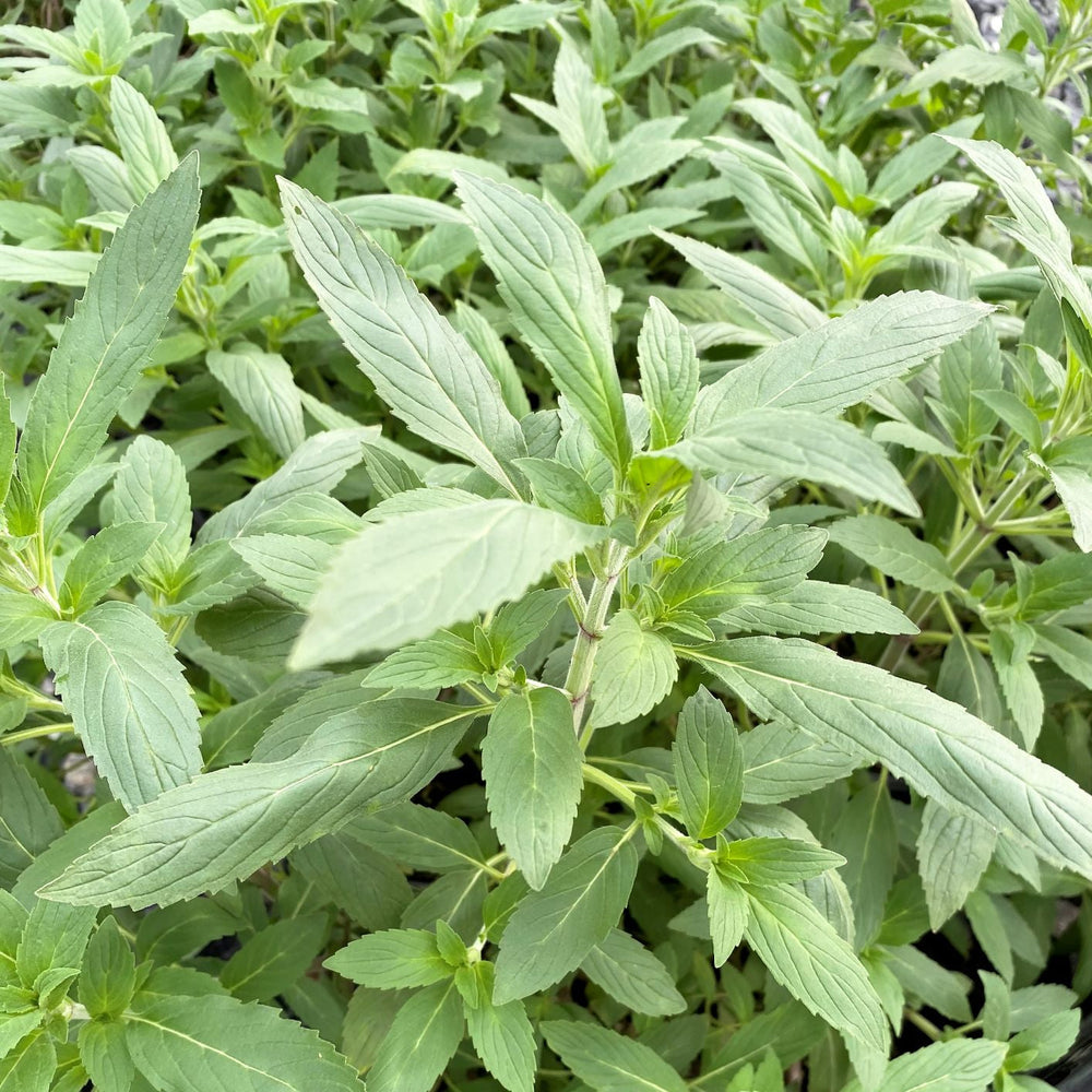 Monarda punctata 1G