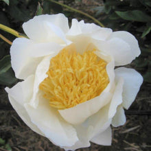 Peony - Moon of Nippon
