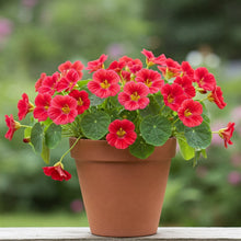 Nasturtium Rose Seed