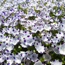 Nemophila Seed