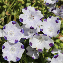 Nemophila Seed