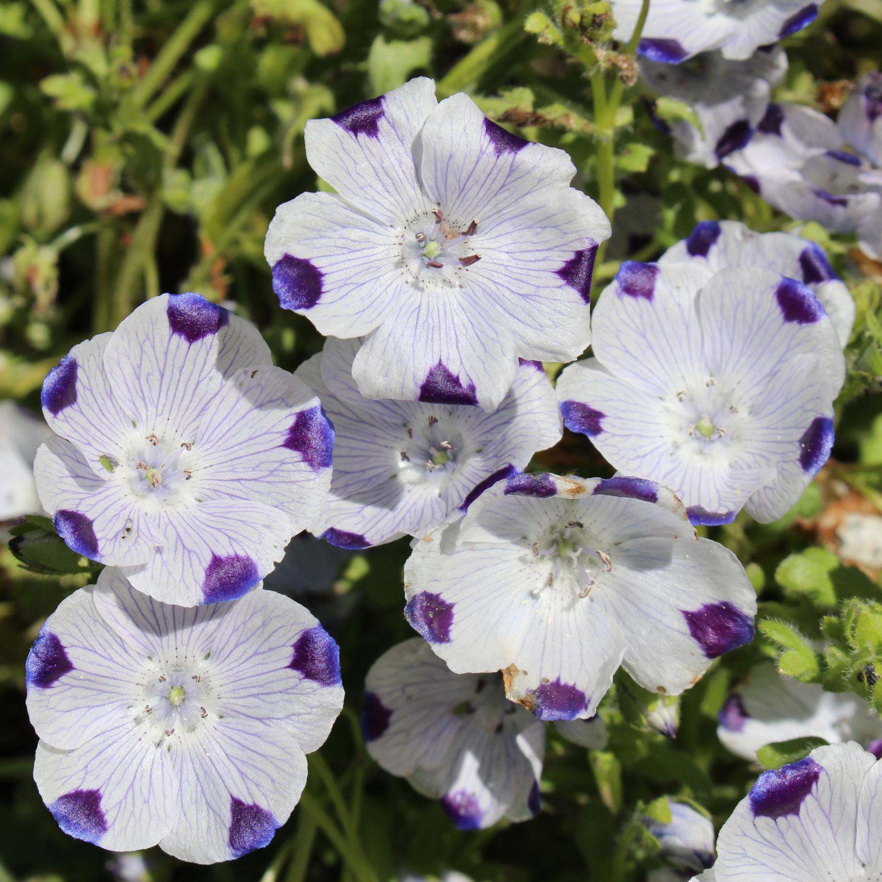 Nemophila Seed